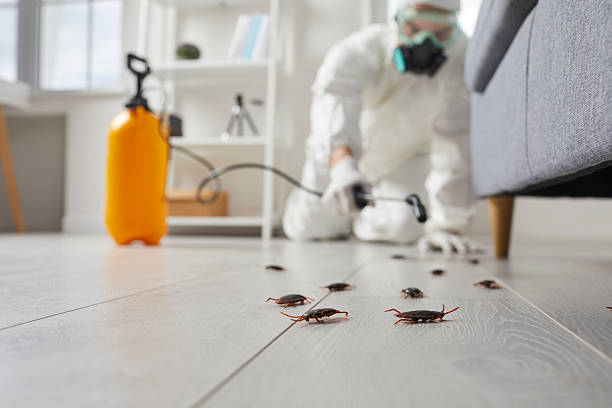 Commercial Kitchen Cockroach Control in Holland